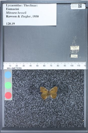 Media type: image;   Entomology 71517